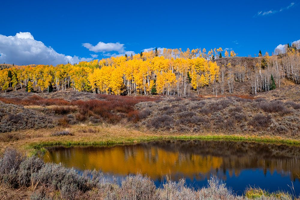Aspens glow above a pond on this hillside in the Rocky Mountains-Colorado-USA art print by Betty Sederquist for $57.95 CAD